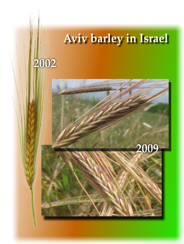 Aviv Barley